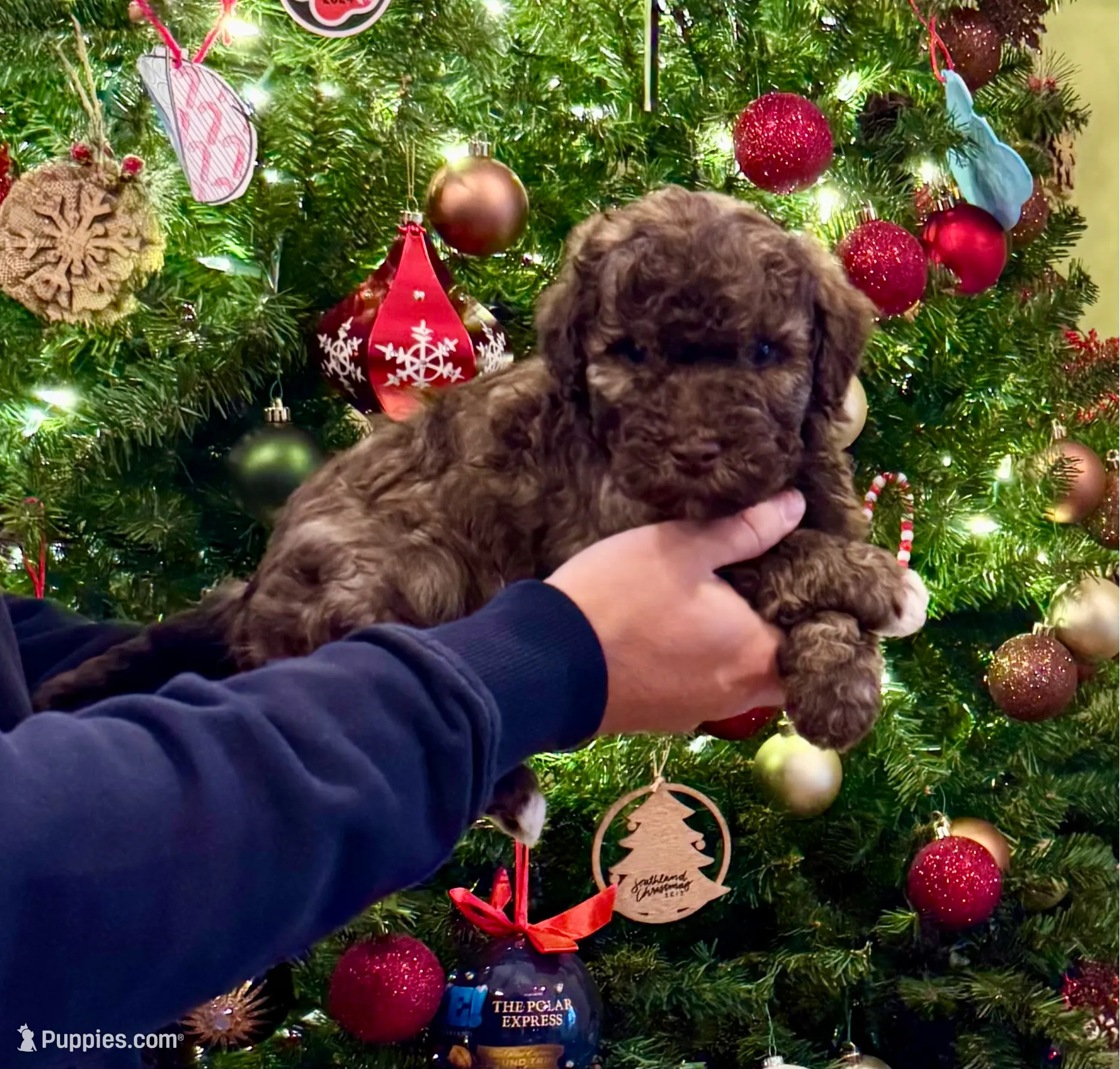 Sable chocolate, a male Goldendoodle for sale in Liberty, KY – Photo 3 of 4