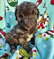 Sable chocolate, a male Goldendoodle for sale in Liberty, KY – Photo 4 of 4