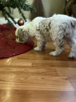 Spotty, a male Cockapoo for sale in Liberty, KY – Photo 6 of 8