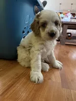 Spotty, a male Cockapoo for sale in Liberty, KY – Photo 7 of 8