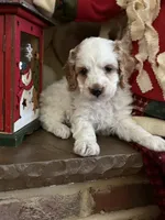 Spotty, a male Cockapoo for sale in Liberty, KY – Photo 8 of 8