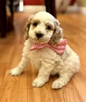 Spotty, a male Cockapoo for sale in Liberty, KY – Photo 2 of 8