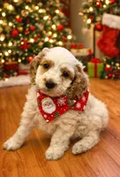 Spotty, a male Cockapoo for sale in Liberty, KY – Photo 1 of 8