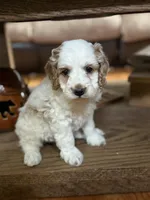 Spotty, a male Cockapoo for sale in Liberty, KY – Photo 3 of 8