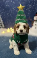 Spotty, a male Cockapoo for sale in Liberty, KY – Photo 4 of 8