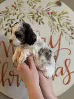 Mini merle, a male Cockapoo for sale in Liberty, KY – Photo 3 of 6