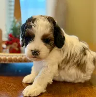 Mini merle, a male Cockapoo for sale in Liberty, KY – Photo 1 of 6
