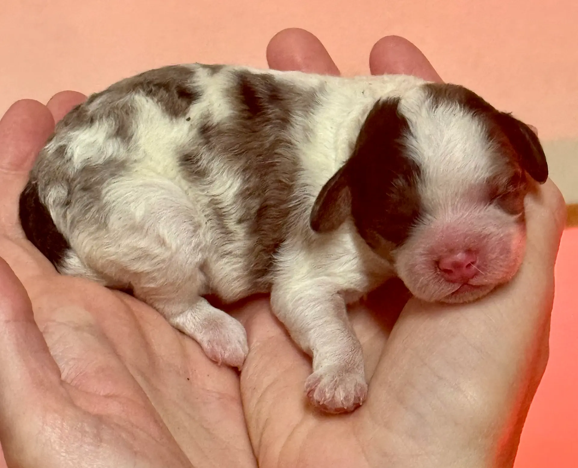 Mini merle, a male Cockapoo for sale in Liberty, KY – Photo 5 of 6