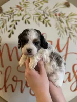 Mini merle, a male Cockapoo for sale in Liberty, KY – Photo 2 of 6