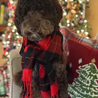 Chocolate boy, a male Goldendoodle for sale in Liberty, KY – Photo 4 of 4