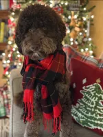 Chocolate boy, a male Goldendoodle for sale in Liberty, KY – Photo 4 of 4