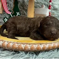 Chocolate boy, a male Goldendoodle for sale in Liberty, KY – Photo 3 of 4
