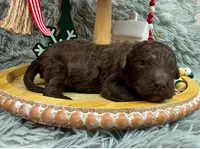 Chocolate boy, a male Goldendoodle for sale in Liberty, KY – Photo 3 of 4