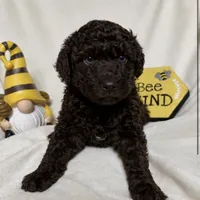 Chocolate boy, a male Goldendoodle for sale in Liberty, KY – Photo 1 of 4
