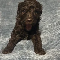 Chocolate boy, a male Goldendoodle for sale in Liberty, KY – Photo 2 of 4