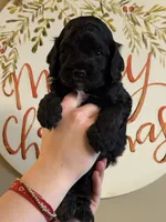 Blackie, a male Cockapoo for sale in Liberty, KY – Photo 3 of 3