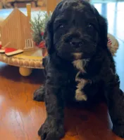 Blackie, a male Cockapoo for sale in Liberty, KY – Photo 2 of 3