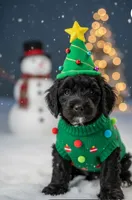 Blackie, a male Cockapoo for sale in Liberty, KY – Photo 1 of 3