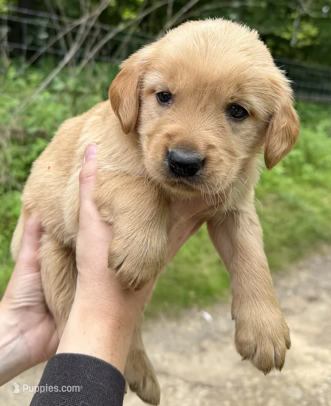 Golden boy – Golden Retriever puppy for sale in Liberty, KY