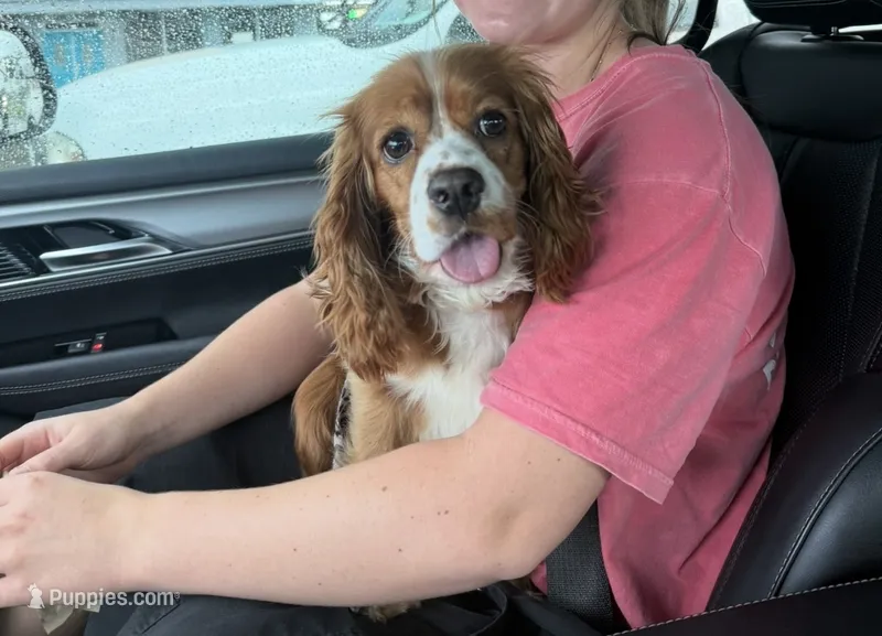 Cavapoo – Cavapoo puppy for sale in Liberty, KY
