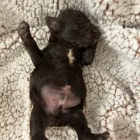 Brownie, a male Goldendoodle for sale in Liberty, KY – Photo 2 of 3