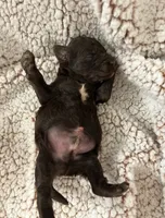 Brownie, a male Goldendoodle for sale in Liberty, KY – Photo 2 of 3