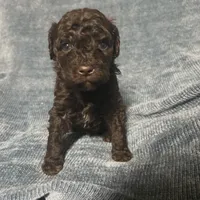 Brownie, a male Goldendoodle for sale in Liberty, KY – Photo 1 of 3