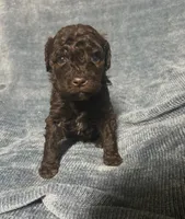 Brownie, a male Goldendoodle for sale in Liberty, KY – Photo 1 of 3