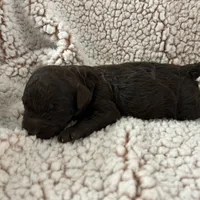 Brownie, a male Goldendoodle for sale in Liberty, KY – Photo 3 of 3
