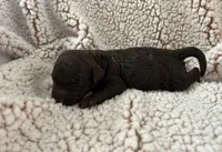 Brownie, a male Goldendoodle for sale in Liberty, KY – Photo 3 of 3