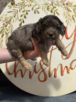 Mr Merle, a male Cockapoo for sale in Liberty, KY – Photo 5 of 5