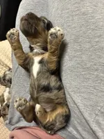 Mr Merle, a male Cockapoo for sale in Liberty, KY – Photo 2 of 5