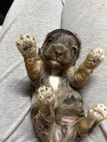 Mr Merle, a male Cockapoo for sale in Liberty, KY – Photo 4 of 5