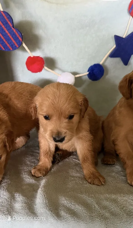 Golden girl – Golden Retriever puppy for sale in Liberty, KY