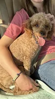 Cavapoo, a  Cavapoo for sale in Liberty, KY – 2 of 3