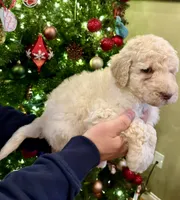 Gold man, a male Goldendoodle for sale in Liberty, KY – Photo 2 of 2