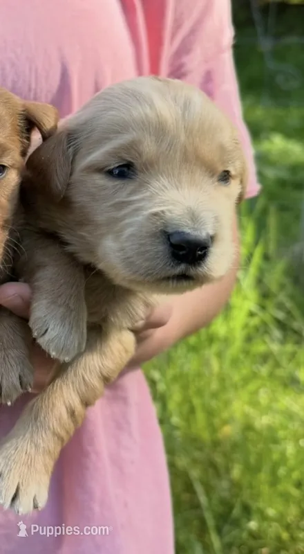 Golden girl – Golden Retriever puppy for sale in Liberty, KY