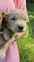 Golden girl, a female Golden Retriever for sale in Liberty, KY – 4 of 9