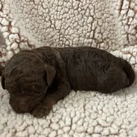 Chocolate girl, a female Goldendoodle for sale in Liberty, KY – Photo 1 of 3