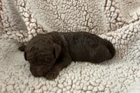 Chocolate girl, a female Goldendoodle for sale in Liberty, KY – Photo 1 of 3