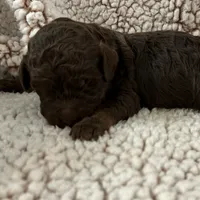 Chocolate girl, a female Goldendoodle for sale in Liberty, KY – Photo 2 of 3