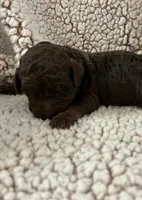 Chocolate girl, a female Goldendoodle for sale in Liberty, KY – Photo 2 of 3