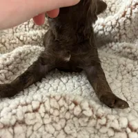 Chocolate girl, a female Goldendoodle for sale in Liberty, KY – Photo 3 of 3