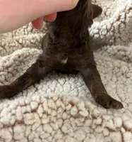 Chocolate girl, a female Goldendoodle for sale in Liberty, KY – Photo 3 of 3
