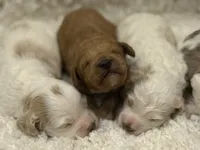 Lil Red, a male Cockapoo for sale in Liberty, KY – Photo 2 of 5