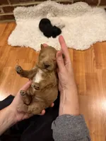 Lil Red, a male Cockapoo for sale in Liberty, KY – Photo 3 of 5