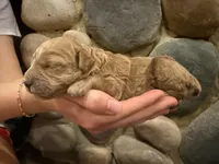 Lil Red, a male Cockapoo for sale in Liberty, KY – Photo 5 of 5