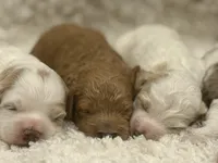 Lil Red, a male Cockapoo for sale in Liberty, KY – Photo 1 of 5