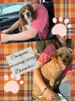 Cavapoo, a  Cavapoo for sale in Liberty, KY – 3 of 3