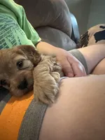 Tiny, a female Cockapoo for sale in Liberty, KY – Photo 3 of 7